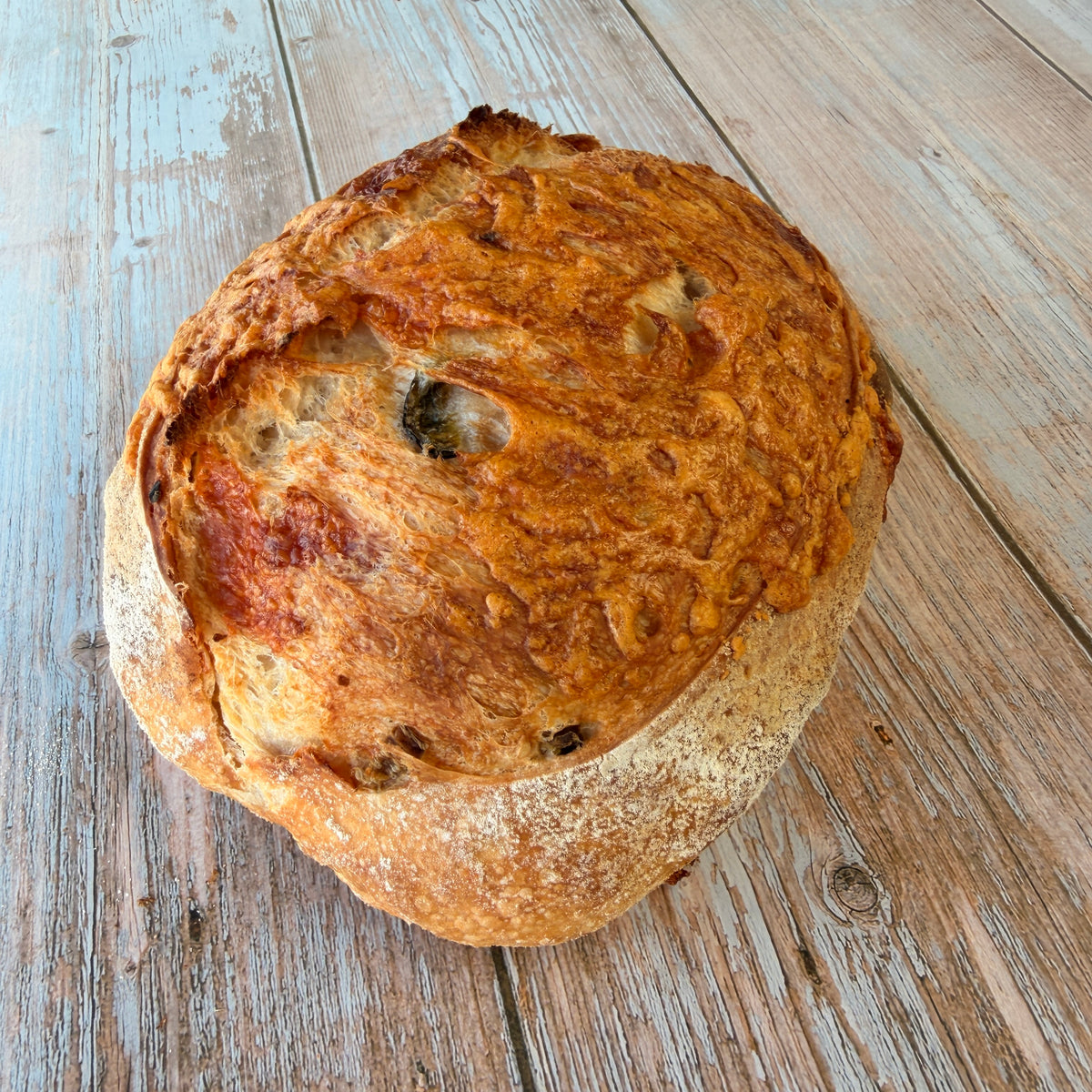 Cheddar Jalapeño brood